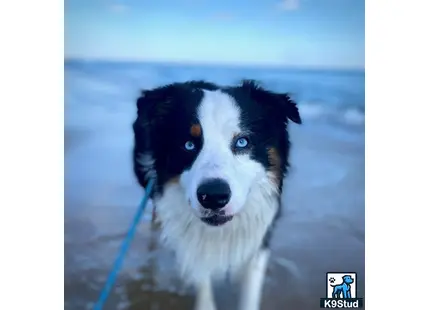 Australian Shepherd