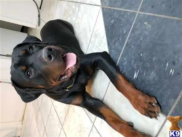 Rottweiler