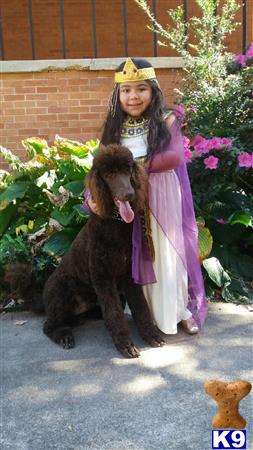 a person in a garment with a poodle dog