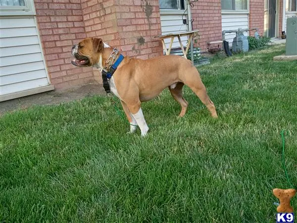 American Bulldog puppy for sale