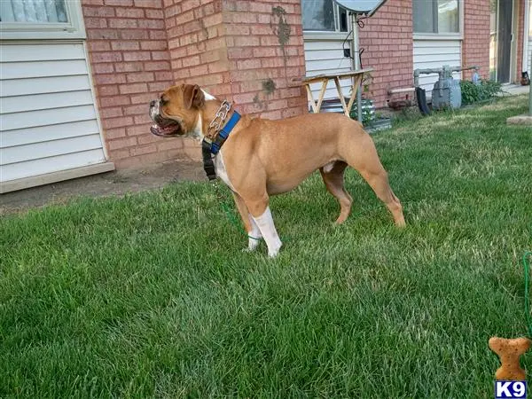 American Bulldog stud dog