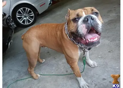 a american bulldog dog with a leash