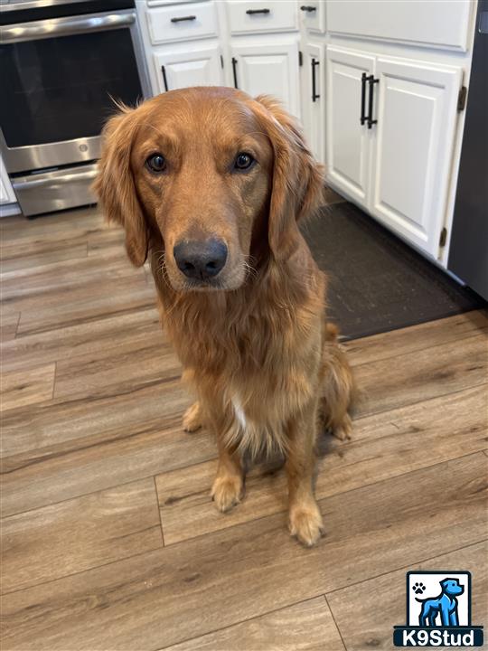 a golden retriever dog sitting on a wood floor