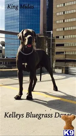 Great Dane stud dog