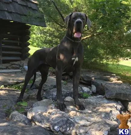 Great Dane stud dog