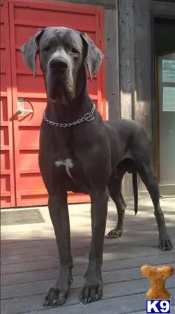 Great Dane stud dog