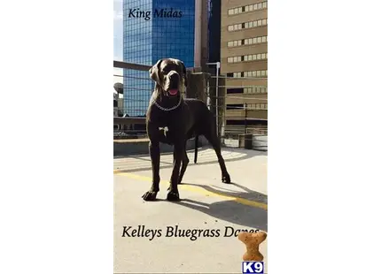 a great dane dog standing on a street