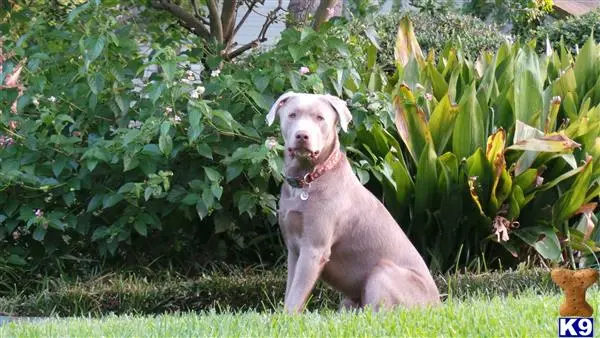 Labrador Retriever stud dog