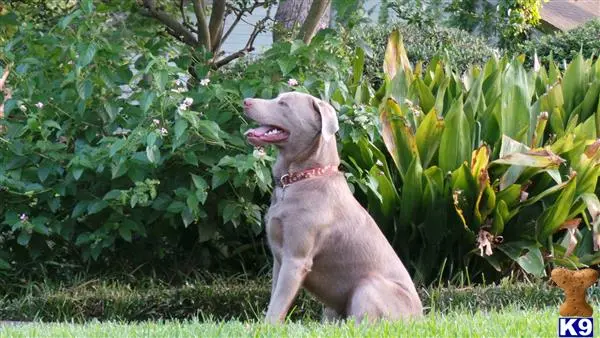 Labrador Retriever stud dog