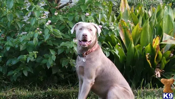 Labrador Retriever stud dog