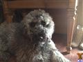Whoodle