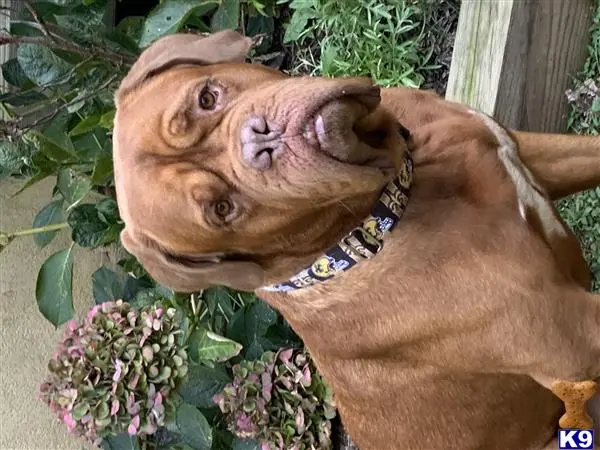 Dogue De Bordeaux stud dog