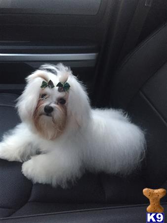 a maltese dog wearing sunglasses