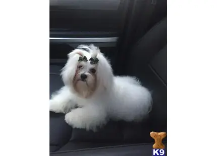 Maltese