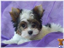 biewer yorkshire terriers puppy posted by margot54