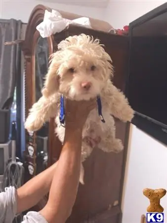 Havanese puppy for sale: a person holding a havanese dog
