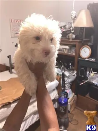 Havanese puppy for sale: a person holding a stuffed animal