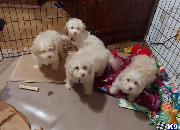 Havanese puppy for sale: a group of havanese puppies in a cage