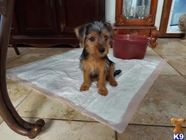 Yorkshire Terrier puppy for sale: a yorkshire terrier dog sitting on a tile floor