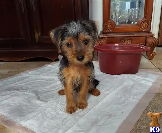 Yorkshire Terrier puppy for sale: a yorkshire terrier dog sitting on a rug