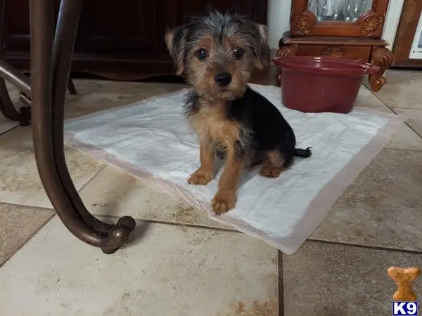 Yorkshire Terrier puppy for sale: a yorkshire terrier dog sitting on a tile floor