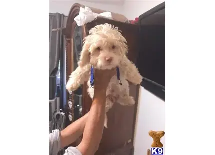 a person holding a havanese dog