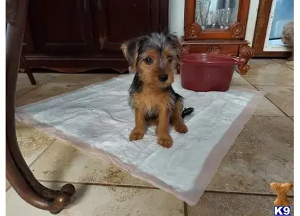 a yorkshire terrier dog sitting on a tile floor