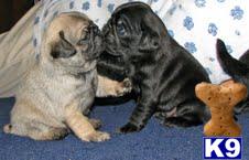 pug puppy posted by mariaelenaluisa1