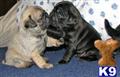pug puppy posted by mariaelenaluisa1