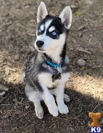 Alaskan Klee Kai female dog