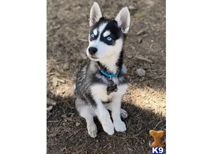 Alaskan Klee Kai