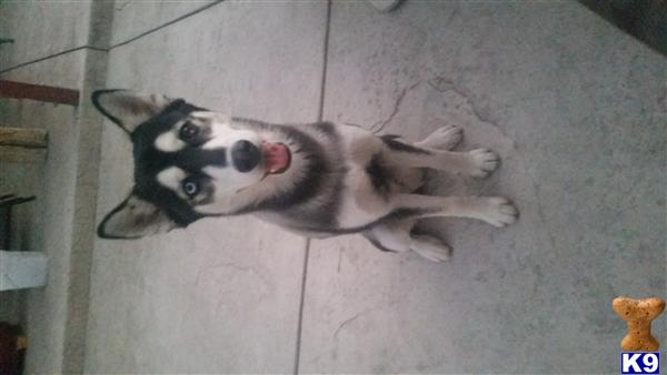 Siberian Husky dog