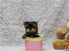 yorkshire terrier puppy posted by marianalee