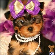 yorkshire terrier puppy posted by marianez
