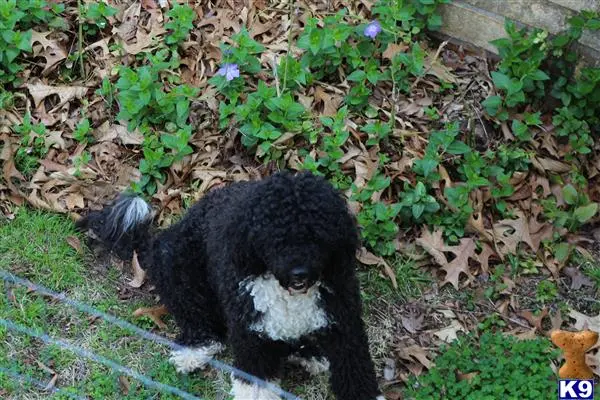 Portuguese Water Dog