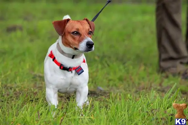 Jack Russell Terrier