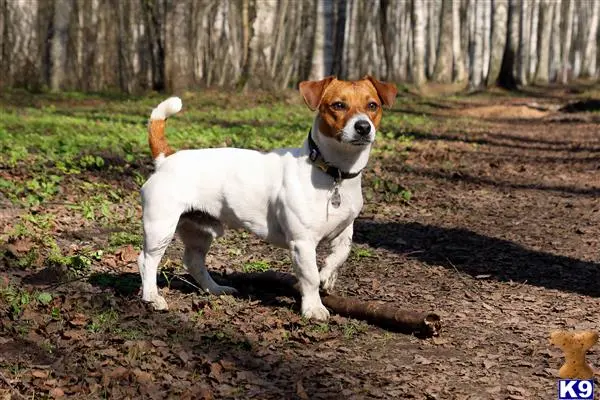 Jack Russell Terrier stud dog