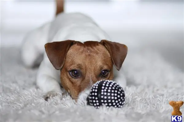 Jack Russell Terrier stud dog