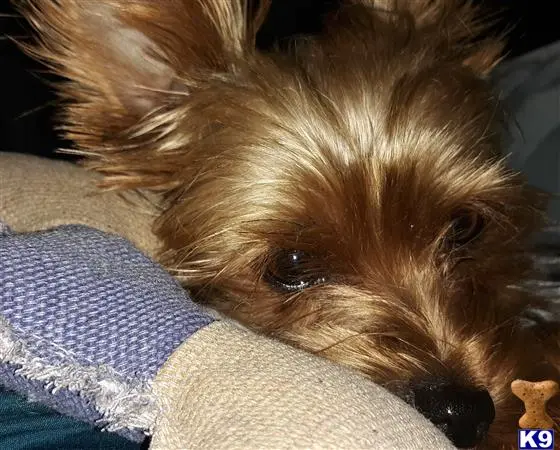 Yorkshire Terrier female dog: Yorkshire Terrier with a silky brown coat resting on a cushion