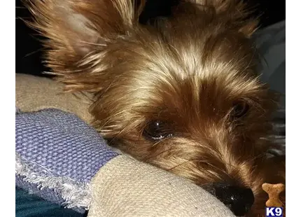Yorkshire Terrier