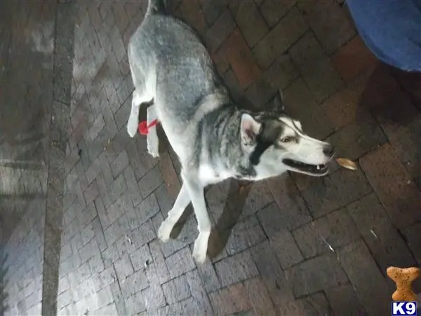 Siberian Husky female dog