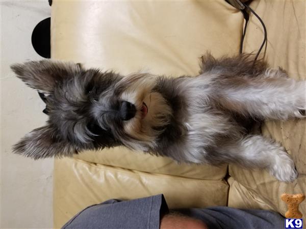 a miniature schnauzer dog lying on a couch