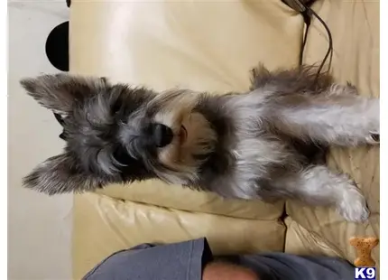 Miniature Schnauzer stud dog: a miniature schnauzer dog lying on a couch