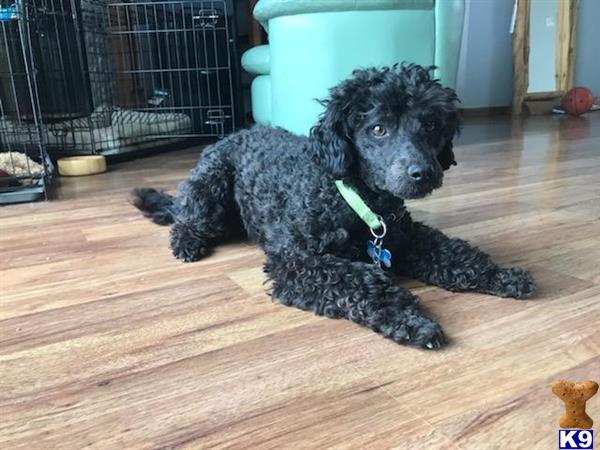a poodle dog lying on the floor