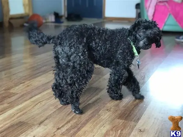 Poodle stud dog