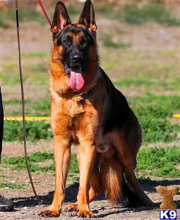 German Shepherd stud dog