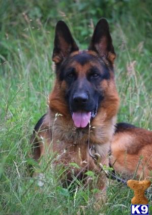 German Shepherd stud dog