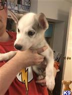 Lina  available Siberian Husky puppy located in SEATTLE WA