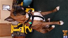 Boxer