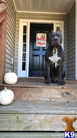 American Pit Bull stud dog